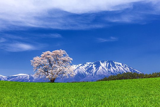 岩手県・雫石町 春の小岩井農場の一本桜の風景