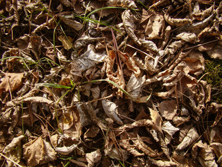 Autumn composition of yellow leaves, moss, grass.