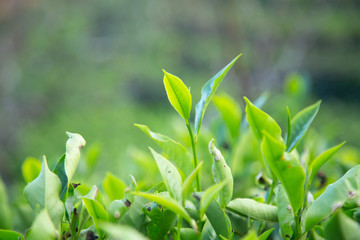 Fresh tea  leaves.