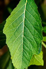 Close up shot of leaves. Leaf veins