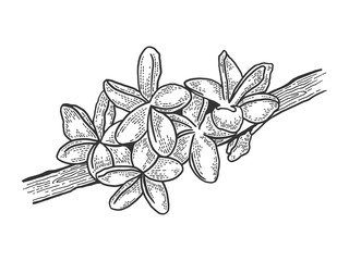 Plumeria flower sketch engraving vector illustration. T-shirt apparel print design. Scratch board style imitation. Black and white hand drawn image.
