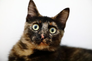 Schildpatt-Katze