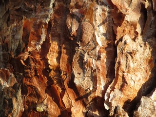 bark of a tree