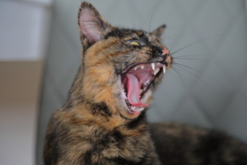 Gähnende Schildpatt-Katze