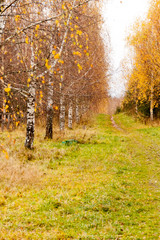 Autumn birch alley in Shakhmatovo manor of poet Alexander Blok