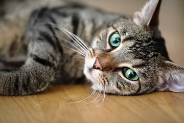 Getigerte Katze liegt auf Boden