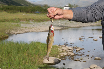 Male hand holds caught grayling