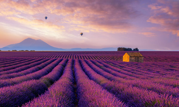 Lavender Dream - Valensole France