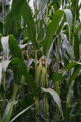 Corn stalks, corn on the cob, growing in a Pennsylvania field.