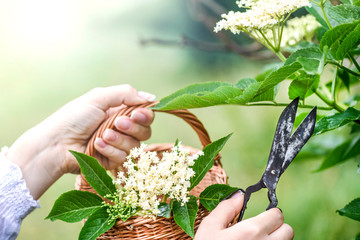 Woman collect or pick up elder flowers into wicker basket using a rustic scissors. White blosssom...