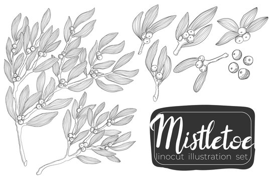 Mistletoe twig hand draw linocut vector illustration Christmas collection. Ilex branch art X-mas set in outline styles.  Holly berry collection in line art style