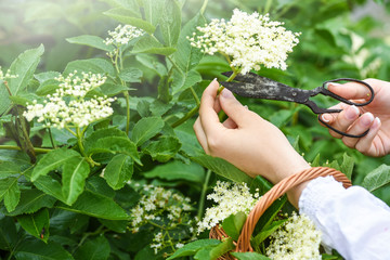 Woman collecting herbs or blossom in back light. Hands cutting elder flowers by rustic scissors.