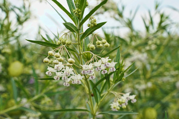 Small white flowers blooming on a milweed plant.