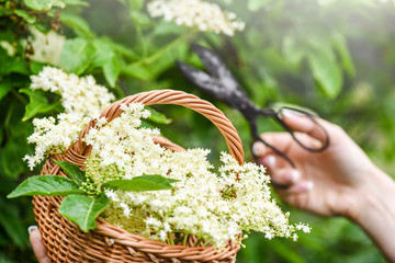 Woman hands pick up elder flowers and cut it by ..scissors.  Collecting fresh herbs  into wicker...