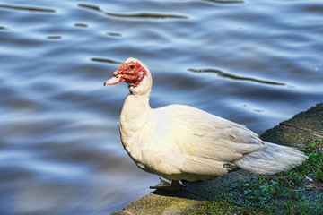 Unique Muscovy duck taking a break at the Dan Nicholas State Park in North Carolina.