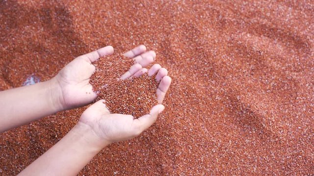 Background of ragi seeds on hand
