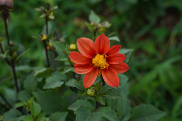 Orange Dahlia flower growing in a flower garden.