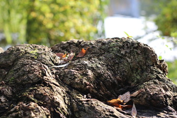 Closeup of old tree root in autumn, like a mini mountain as natural display
