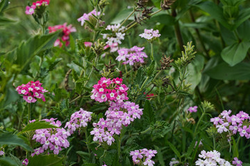 Pink, violet, and white Verbena flowers growing in a flower garden.