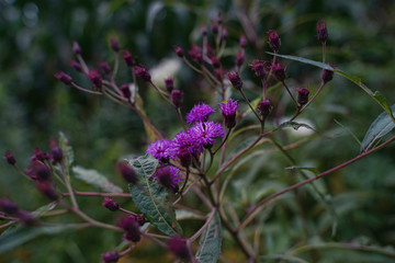 Obraz premium Purple flowers growing naturally along the roadside.