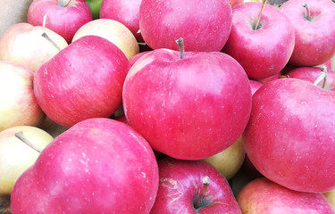 red apples background. Sweet tasty fresh fruits.