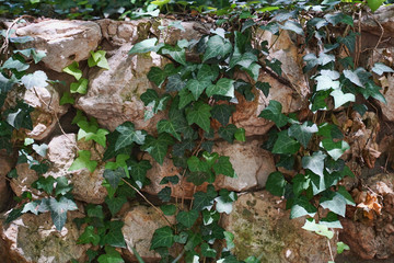 Ivy vines growing on a large stone wall.