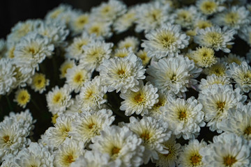 White mum flowers growing in a planter.