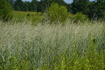 Focus on white tip grass growing in a meadow with trees in the background.