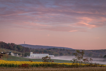 Sunflowers in bloom on farmland with rolling hills, white barn and High Point State Park in...