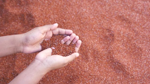 Background of healthy nutritious fresh ragi seeds