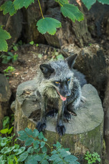 Silberfuchs auf Baumstamm