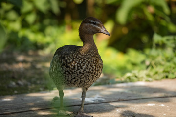 Braune Ente