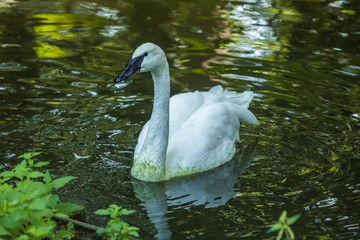 Trompeterschwan
