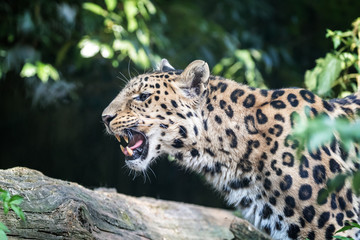 Amur leopard baring teeth
