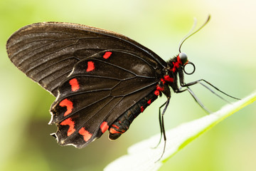 Schmetterling © Peter