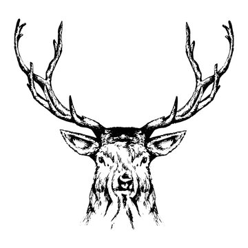 Wild deer sketch, outline portrait white isolated