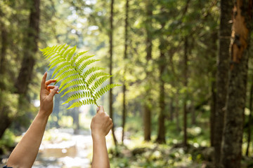 Fern close up. Fern in the hands. The girl holds a fern in her hands.