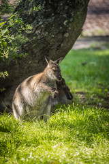 Naklejka na ściany i meble Känguru im Gras sitzend