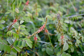 branch with red berries
