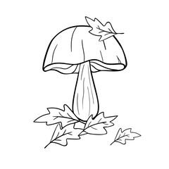 Hand drawing illustration of mushroom and autumn leaf. Good for coloring pages and children books.