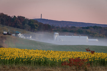 Sunflowers in bloom on farmland with rolling hills, white barn and High Point State Park in...