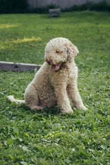 purebred dog sitting outdoors in garden
