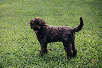 purebred dog standing outdoors in garden