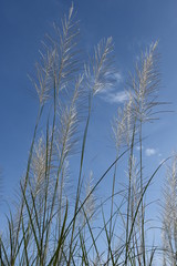 Obraz premium grass and sky
