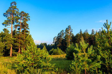 View of a green coniferous forest at summer