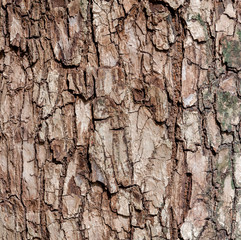 Old tree and old bark texture and bark pattern