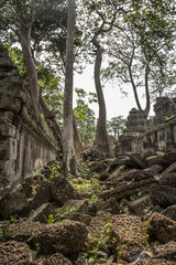 Fototapeta na wymiar Tree-filled ruins of impressive temple of Ta Prohm temple in Angkor Wat, Cambodia
