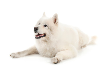 Cute Samoyed dog on white background