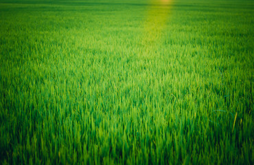 Burred picture of paddy field and sun ray