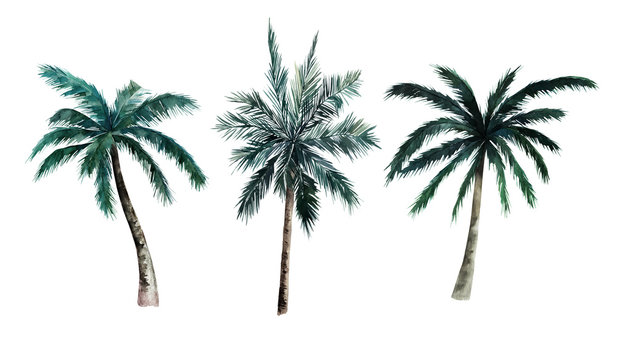 Watercolor set of palm trees on white background. Hand drawn summer illustration. Isolated image